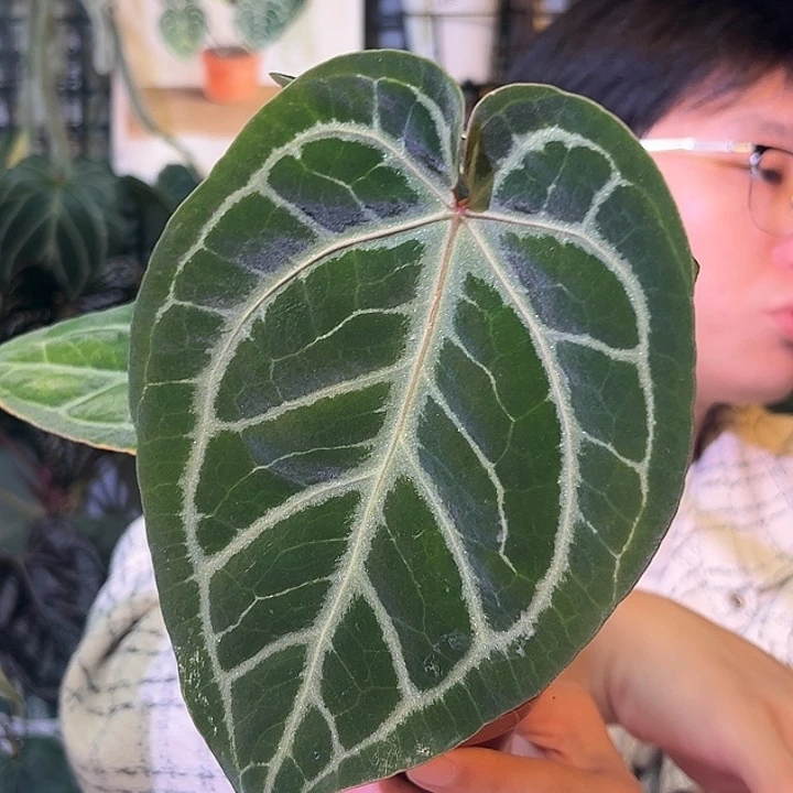 完全开放B49撕裂银虎杂小钻石