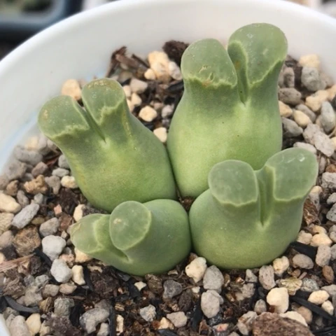 多肉肉锥 佛肚风铃