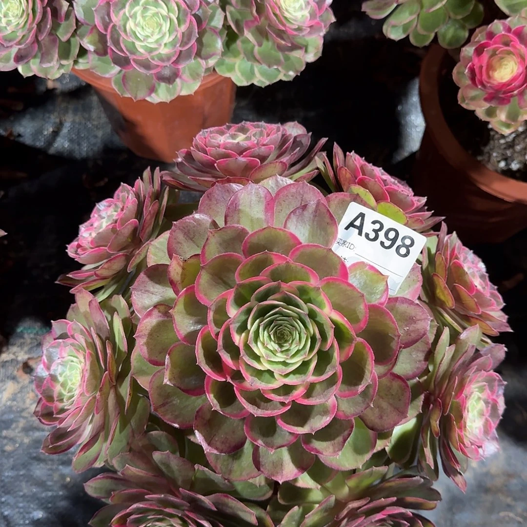 粉花妖多肉植物398