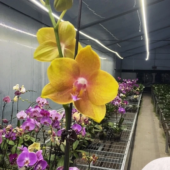 完全开放Y715香味蜡质小花有售后