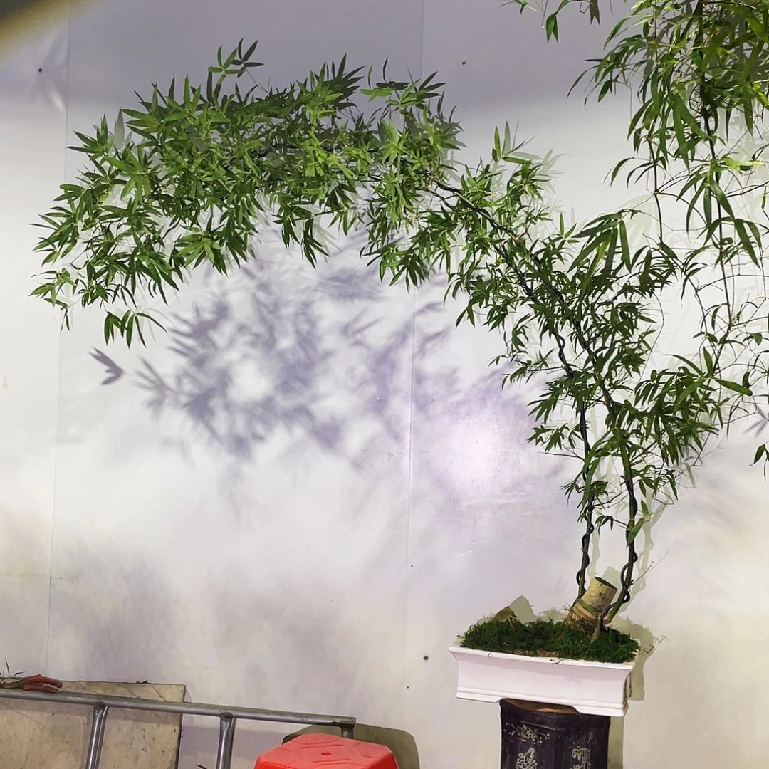 晶***晶无花朵小叶簕竹熟桩陶瓷盆一物一拍