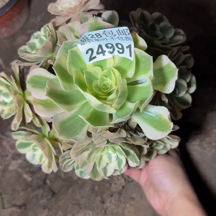 ，24991南女郎多肉植物