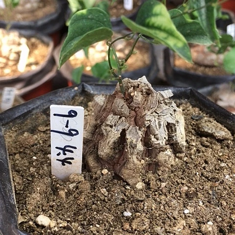 闪9-9南非龟甲龙