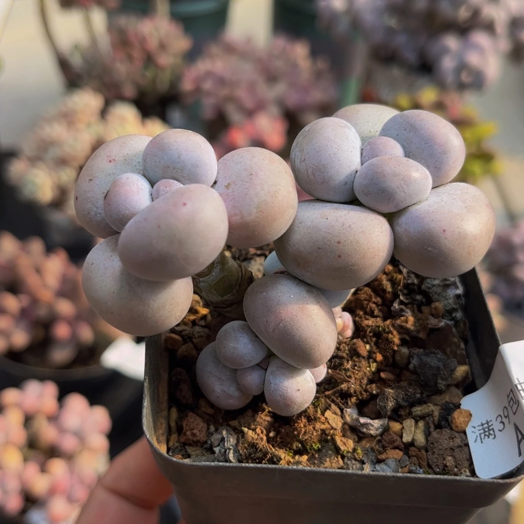 454芭比奶酪6cm多肉植物