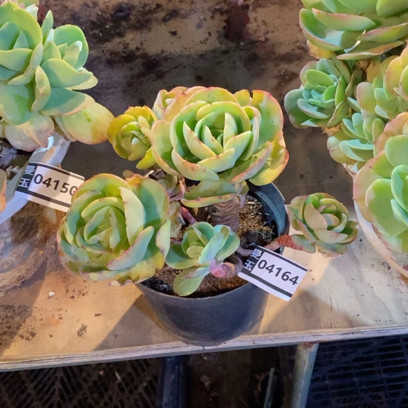 【闪购商品】朗**风碧桃04164