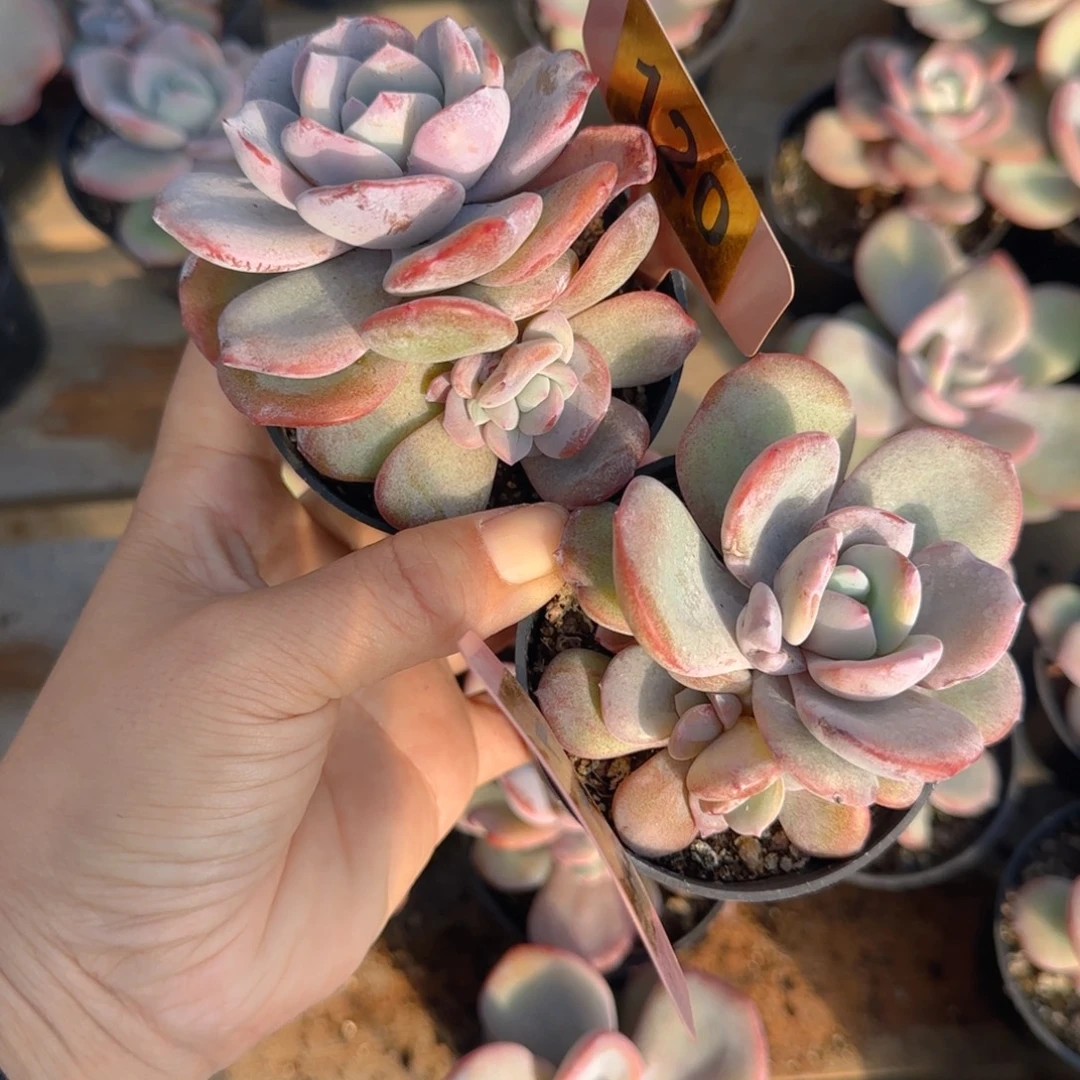 小***呜120 311韩版奶茶两颗