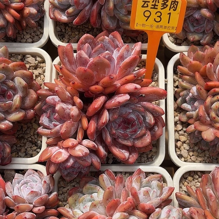 文***哒云尘多肉一物一拍 931,