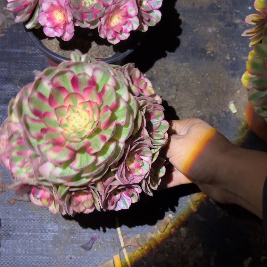 1棚1862法师两颗法师