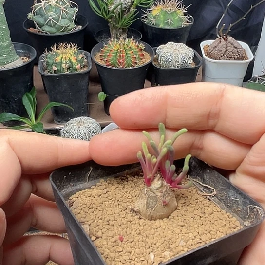 无花朵淡青霜母本一颗
