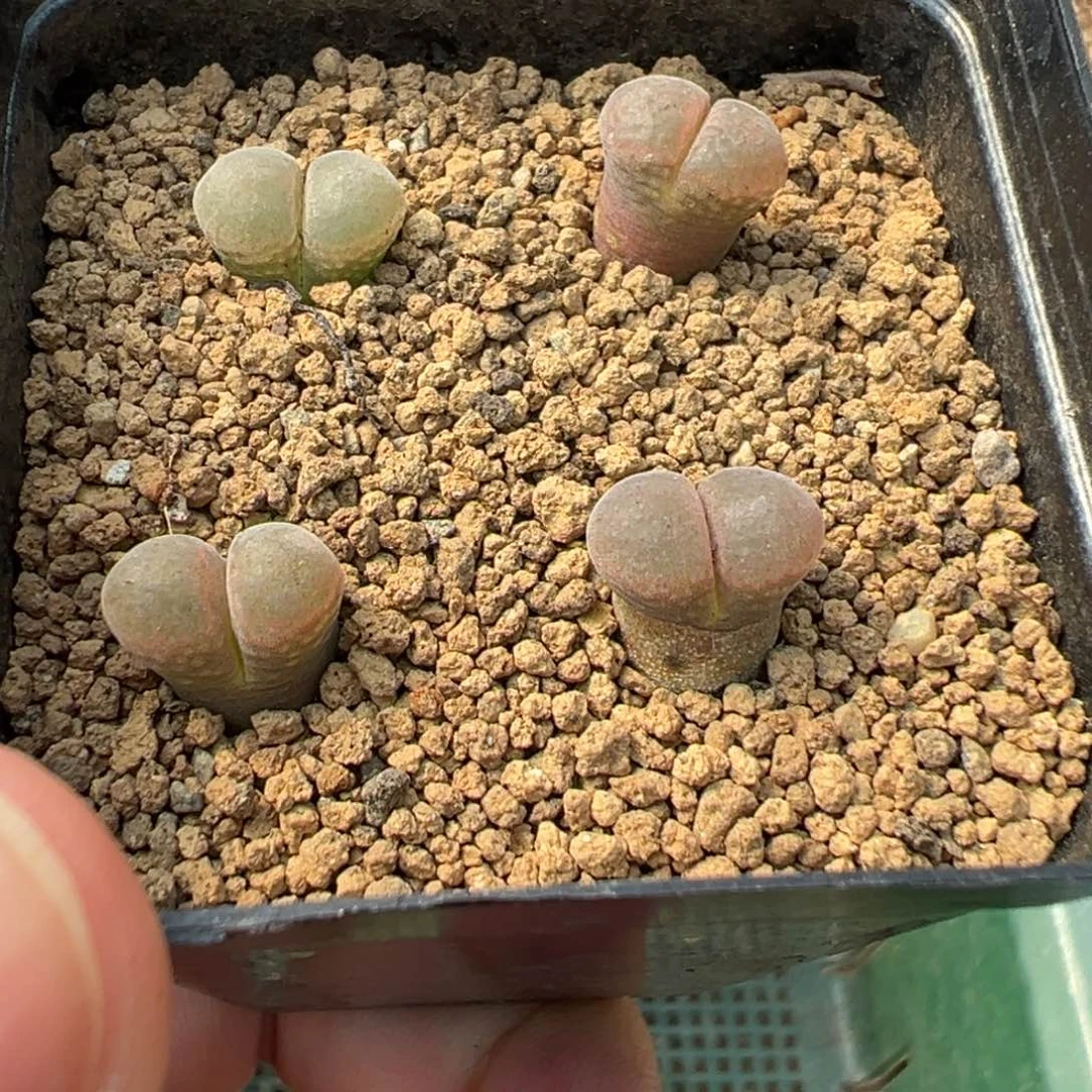 量拍PV1089鲑鱼粉风铃一颗