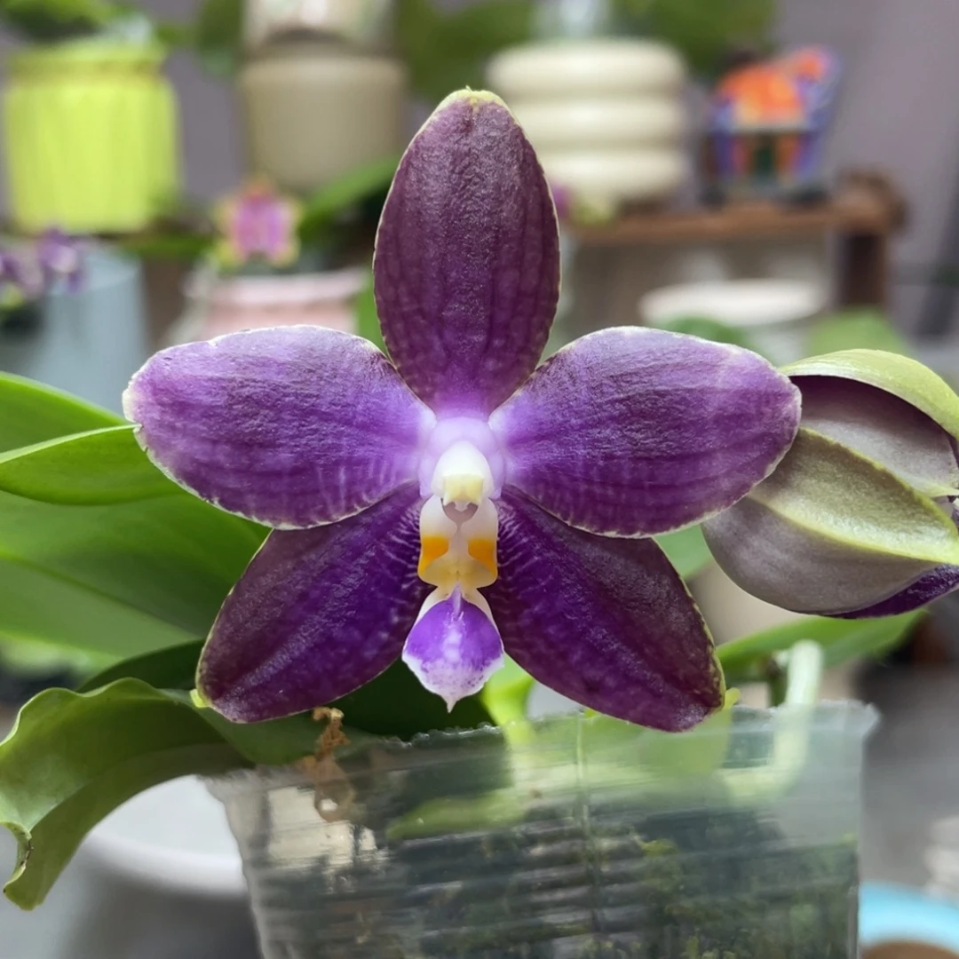 完全开放白虎交蓝豹，2.5杯开花株