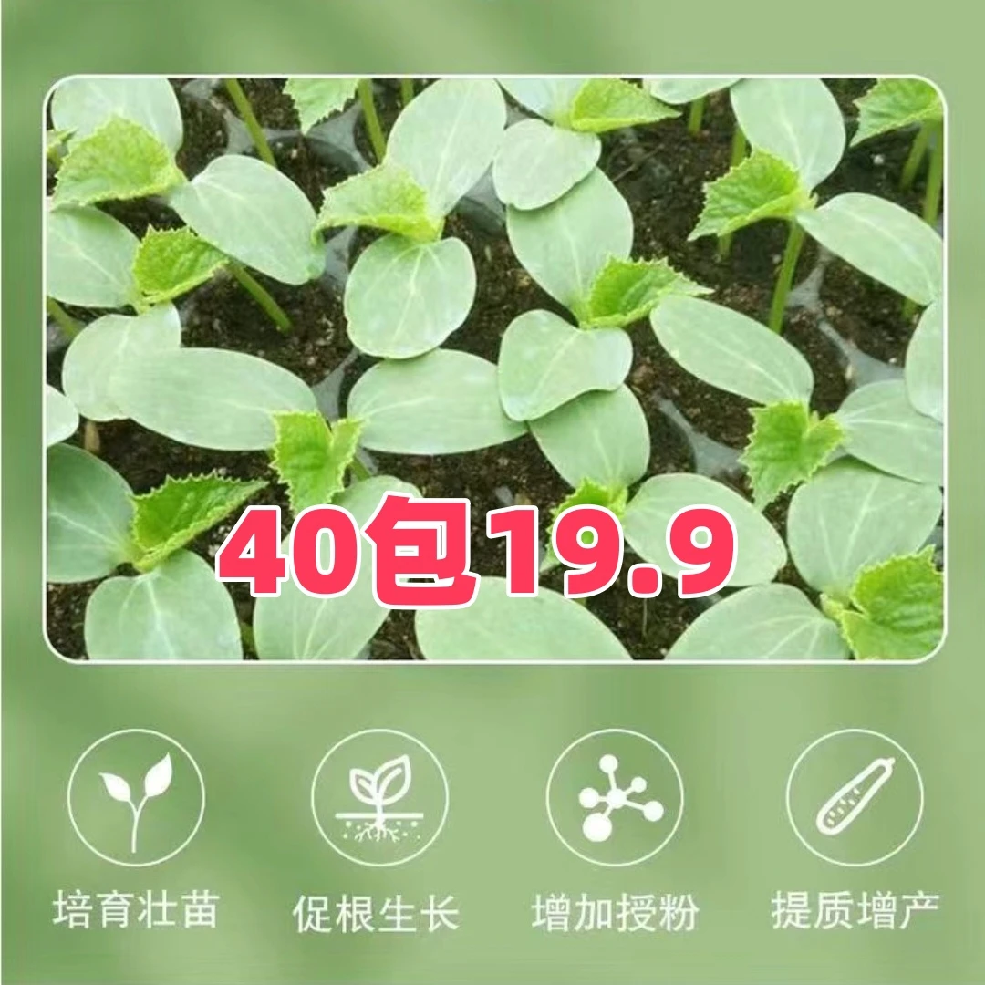 【福利】40包芸苔  生长十九快九叶面