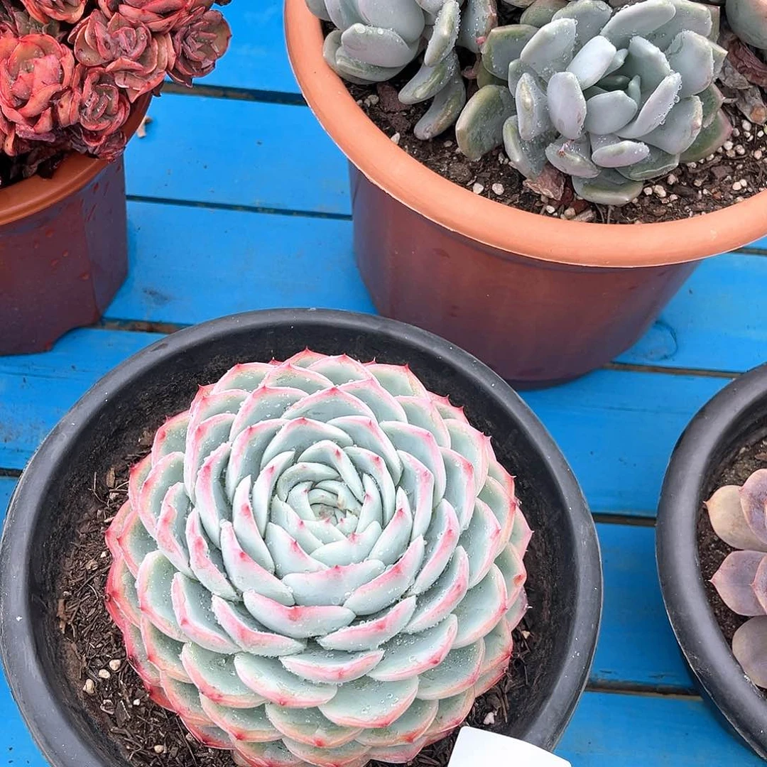 Y**s粉水晶单头70067