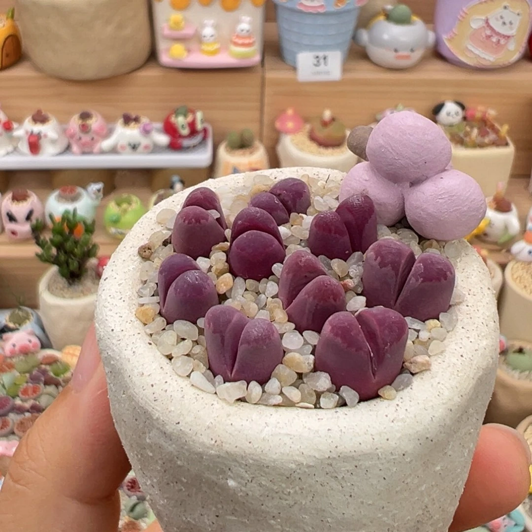 多肉植物52号红大内