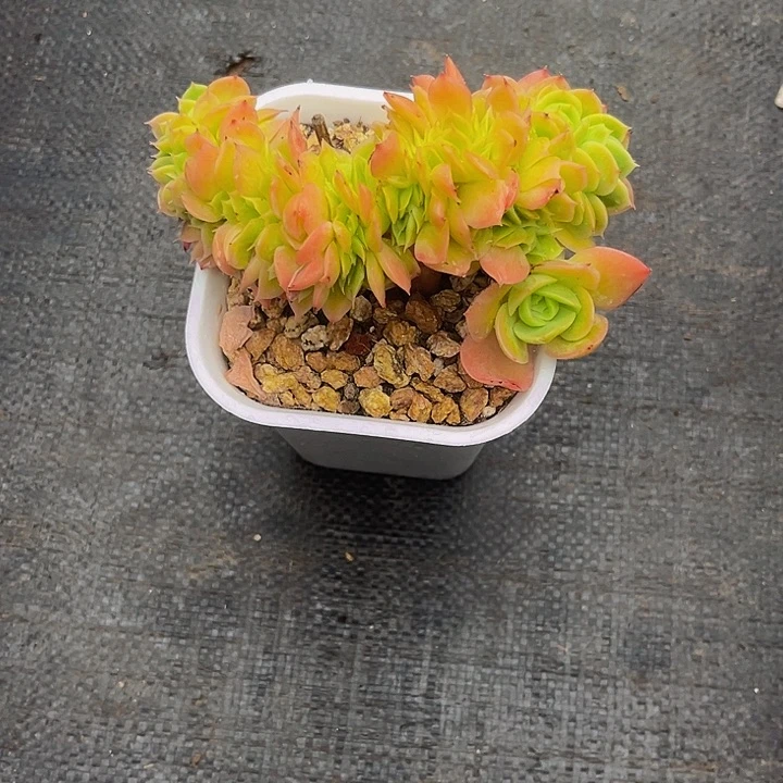 多肉植物星娜塔缀