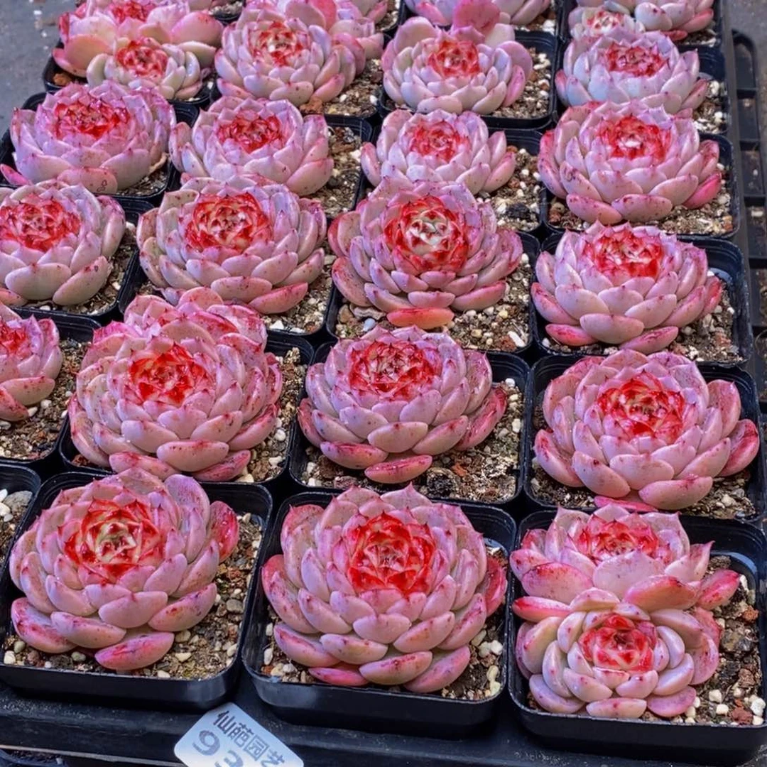 思**你931多肉植物保护研究所所长