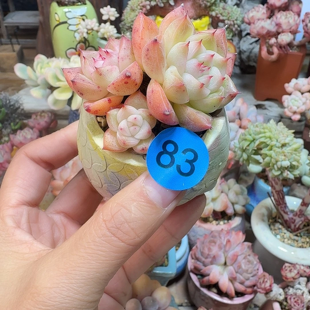 83 多肉含盆土 30元包邮非偏远