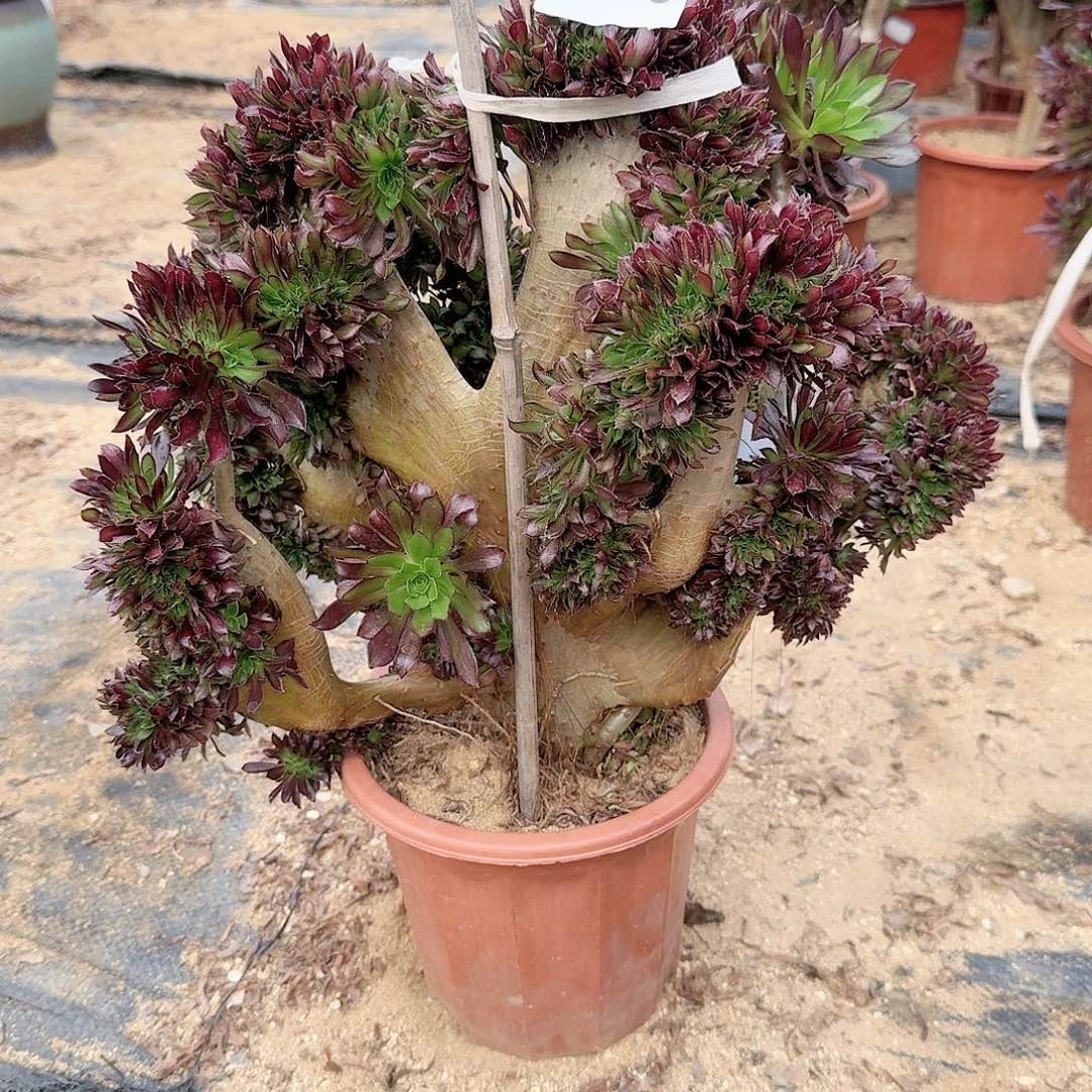 静*肉146黑法师一颗呀呀