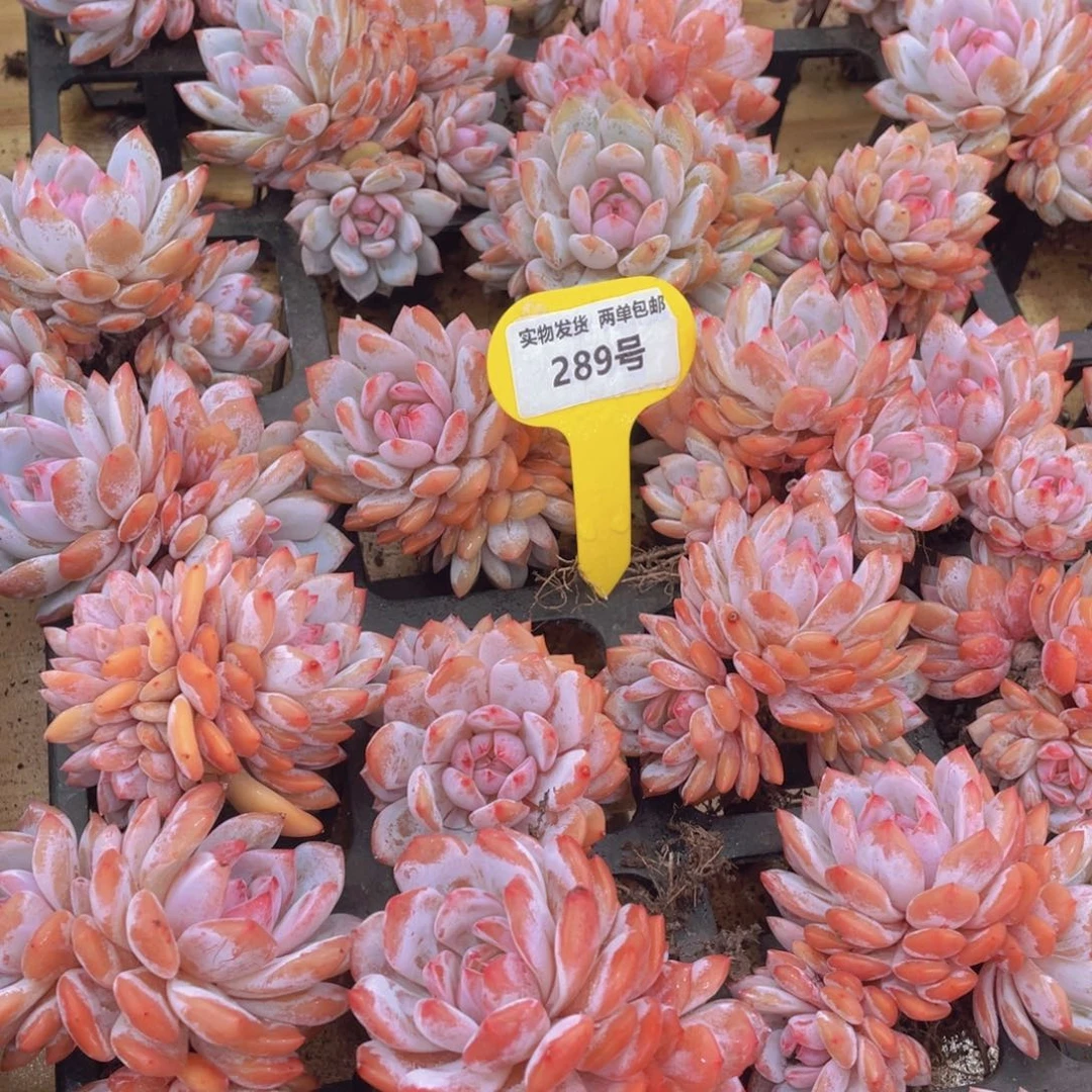 289号 全状态星星橙群生老桩一个