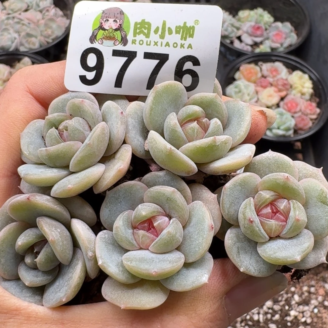 多肉植物多肉植物