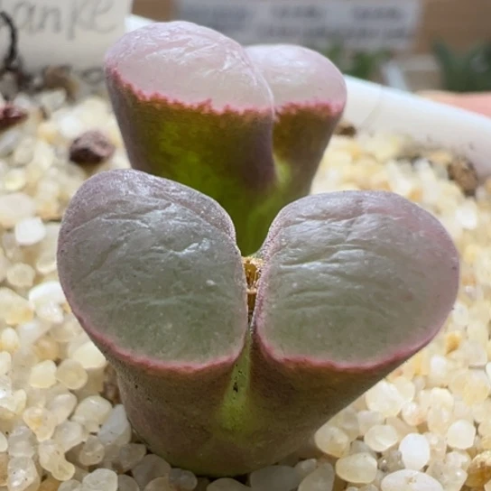 仙气飘飘班克磁铁一颗53。