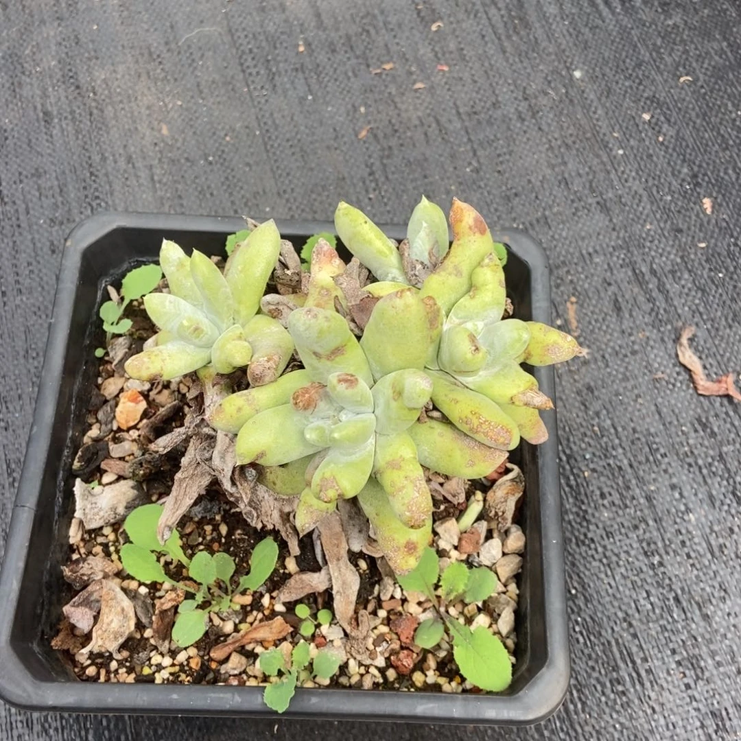 四头拇指多肉植物