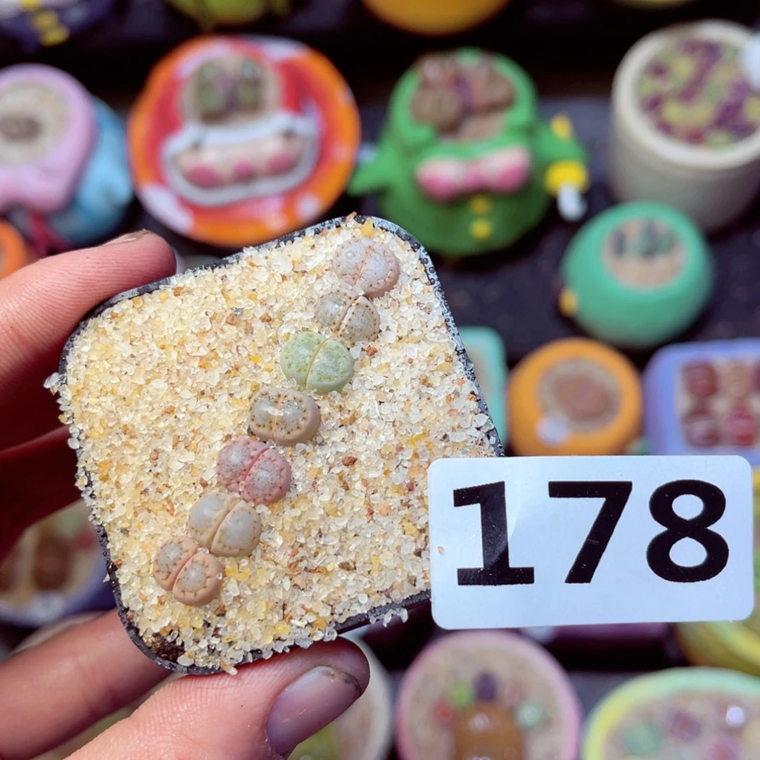 178生石花带盆发