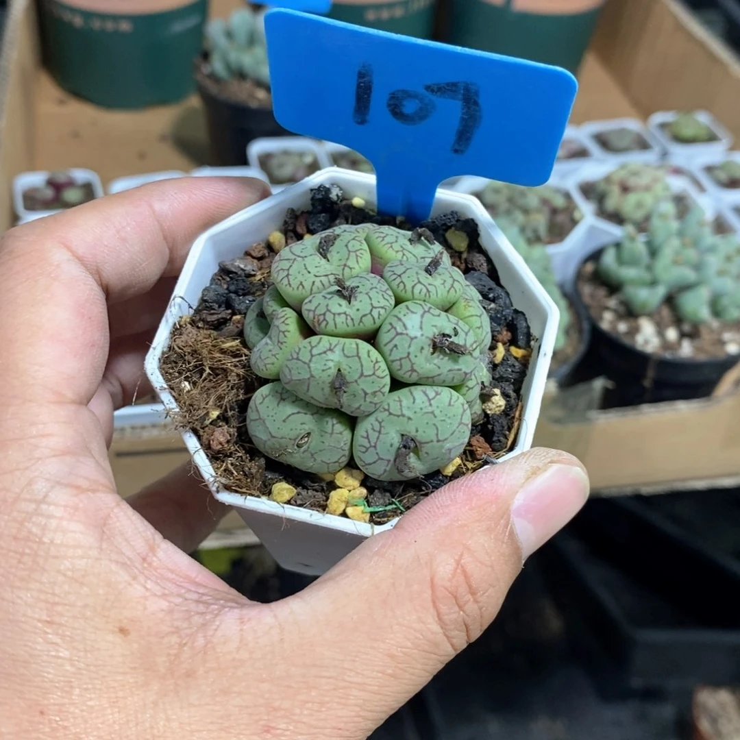 猴脸清姬多肉植物