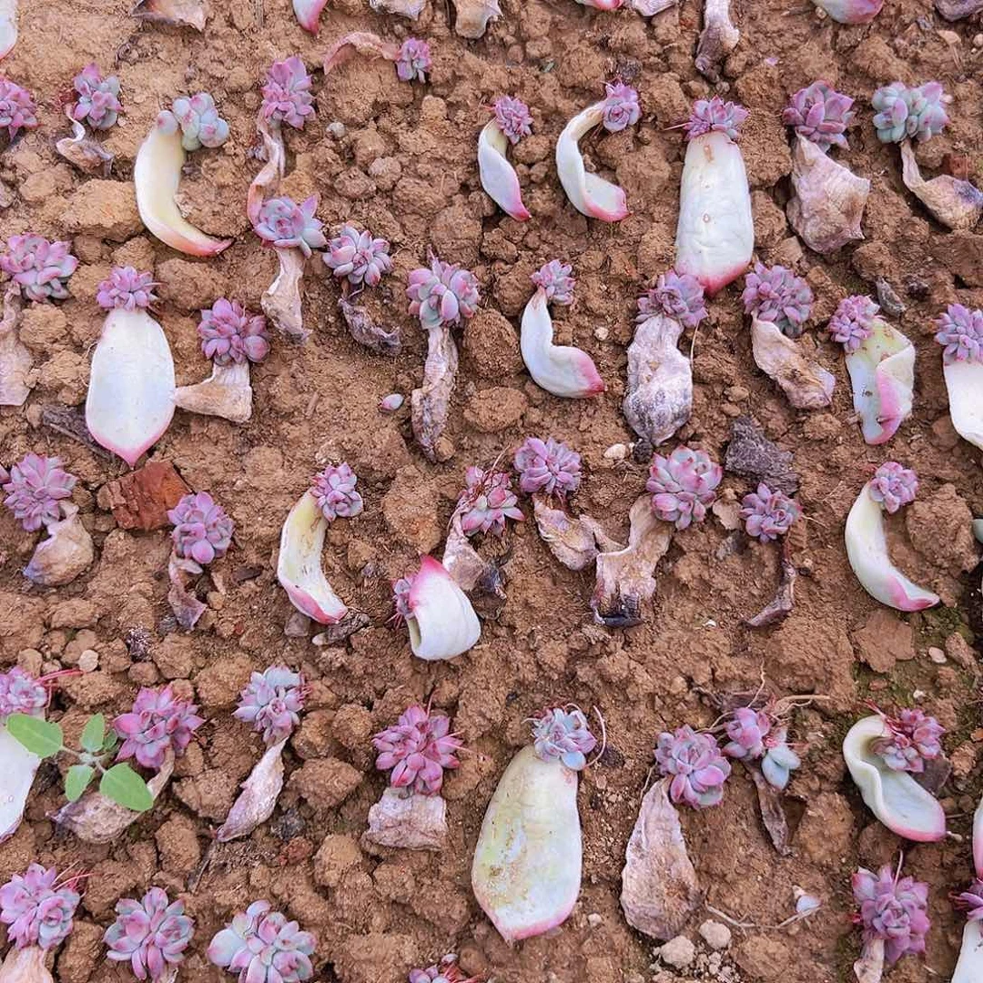 惊鸿娃娃叶插苗20个基地直发