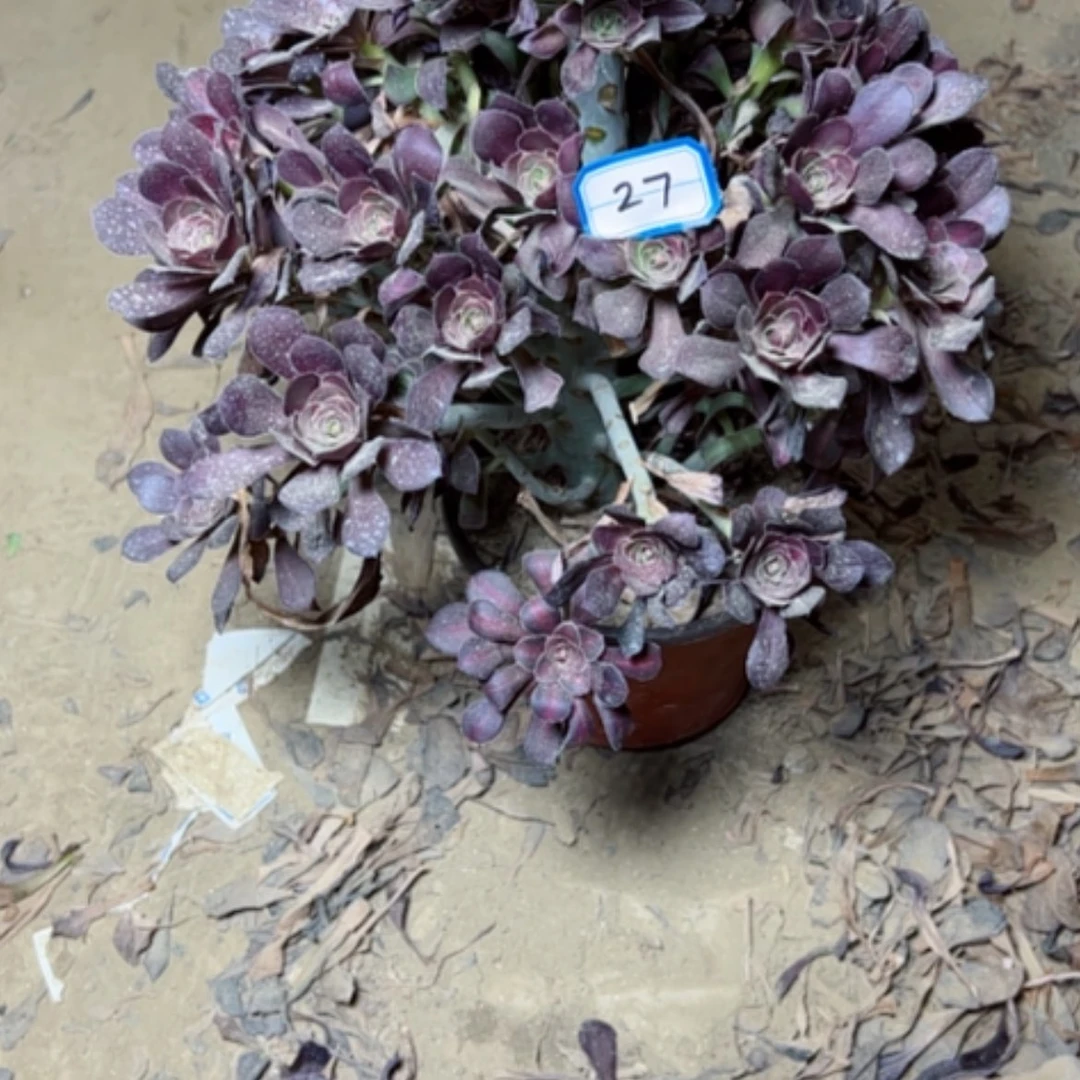 【闪购商品】平***宝多肉植物红酒27
