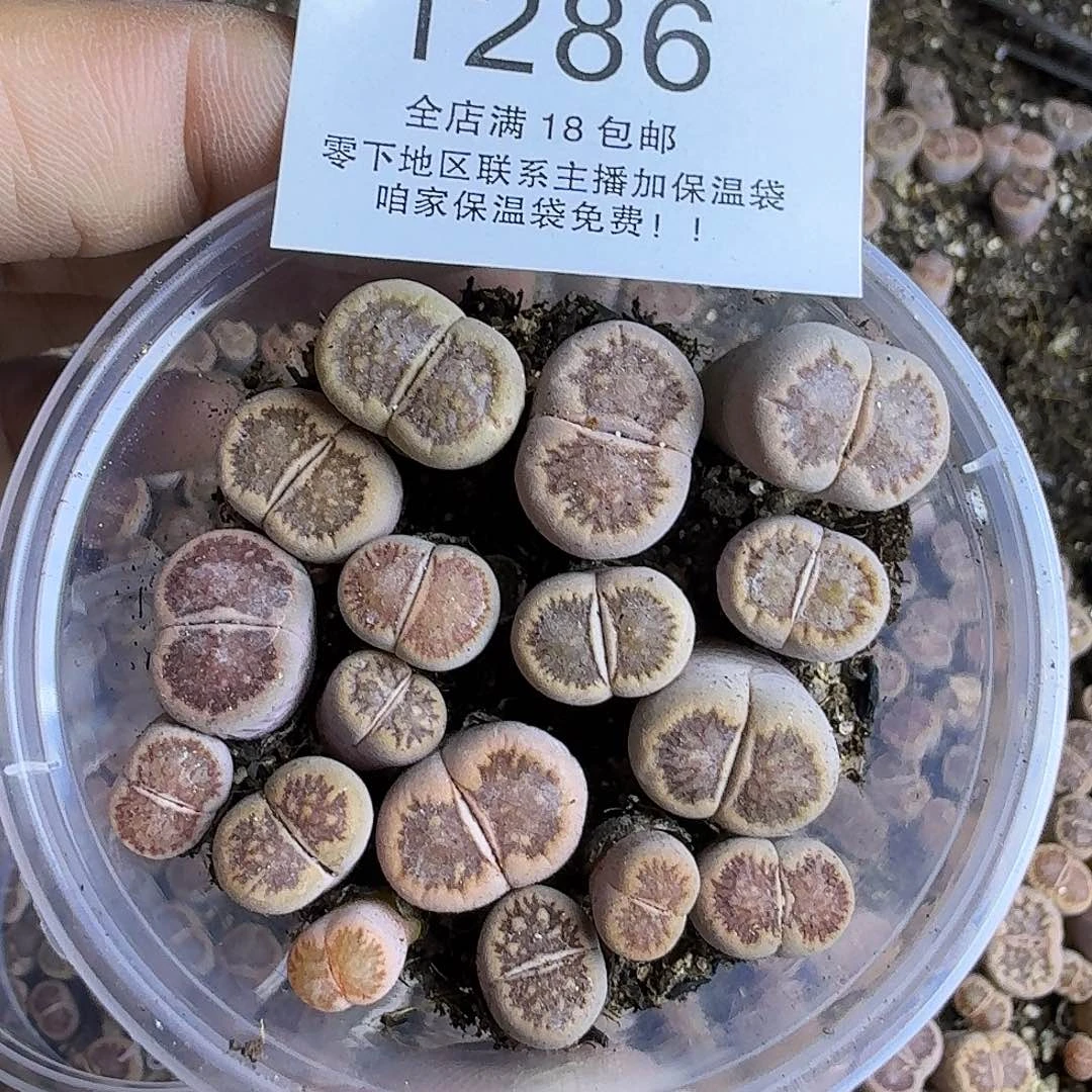 1286 哈哈哈哈哈哈哈哈哈