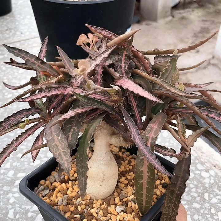 优选彩叶66666666666666