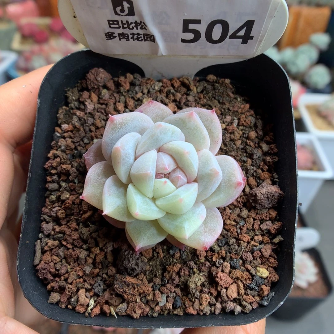 504绿锦粉钻多肉植物