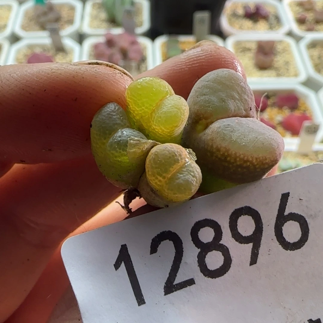 【闪购商品】回*12896