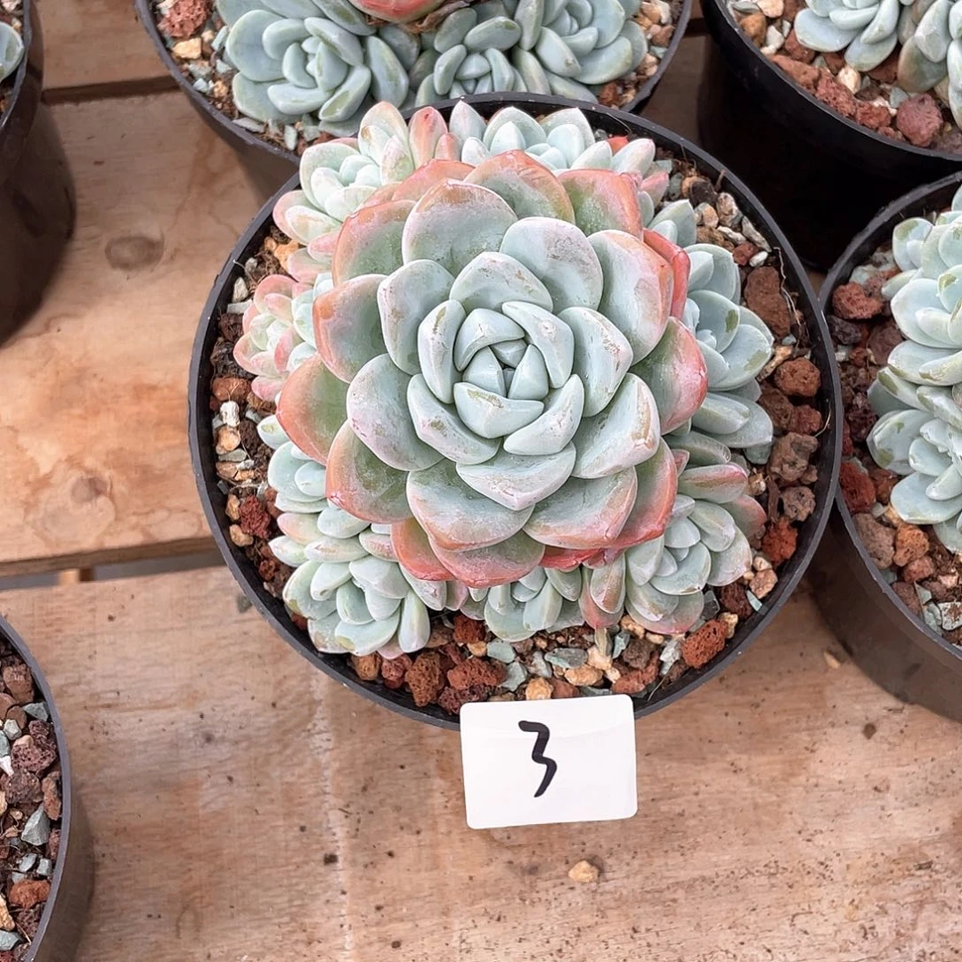 3多肉植物多肉植物