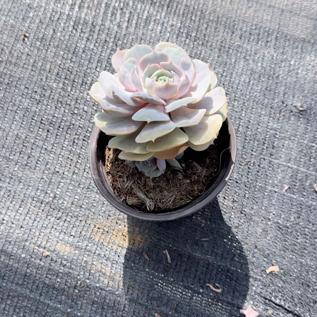 无花朵露娜莲小单头就一个