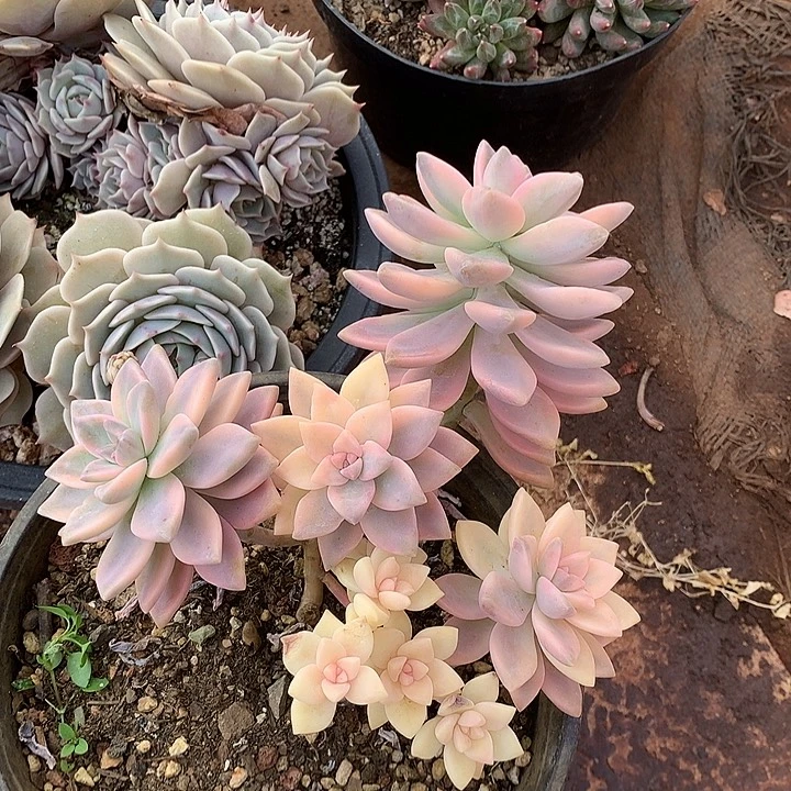 800淡雪锦 一物一拍多肉