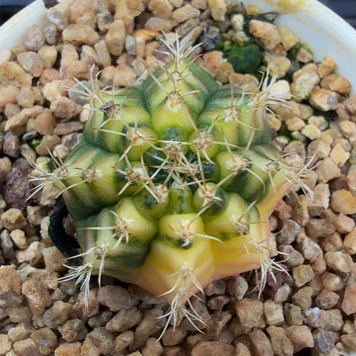 当前无花朵，栽培后可花朵