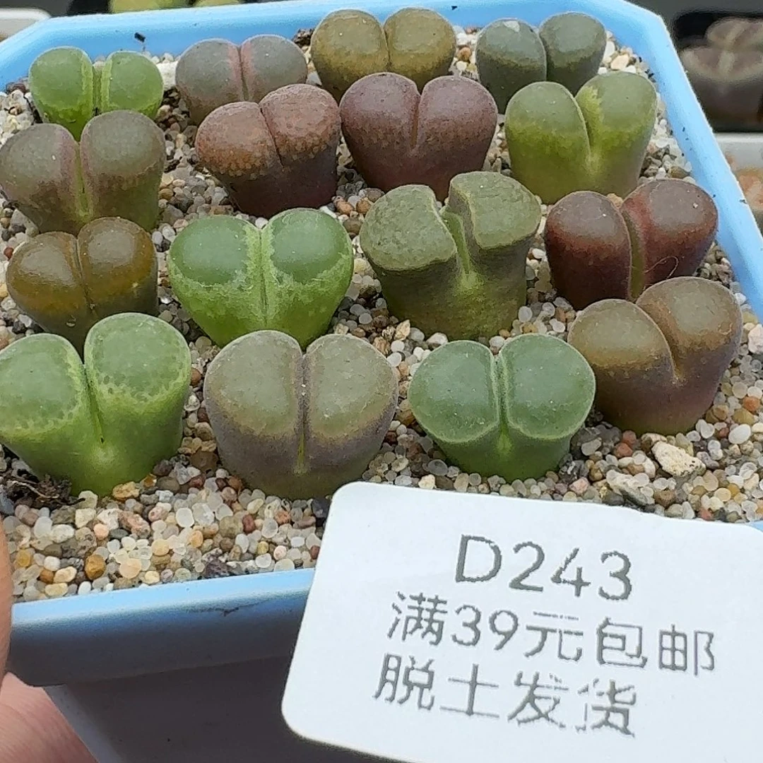 243多肉哈哈哈哈哈哈