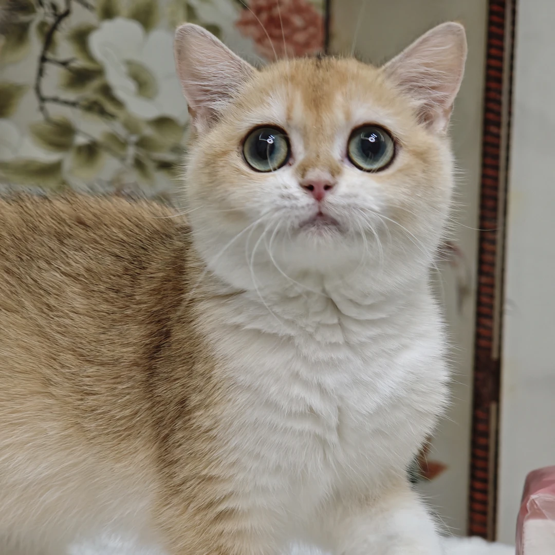 可爱短毛金渐层幼猫适合当宠物猫