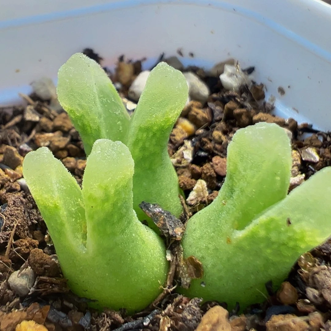 42多肉植物百科冰风铃