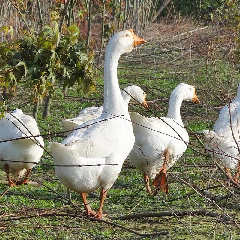 《东北刚子专属》东北农村散养大鹅