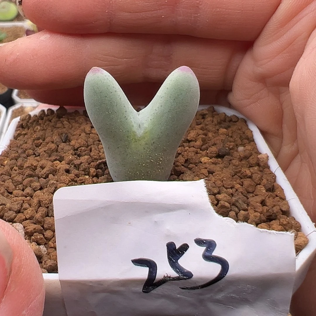⁰**⁰253号白花皮卡丘10.3多肉