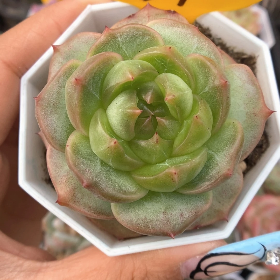 钻心珍妮可拍331号。