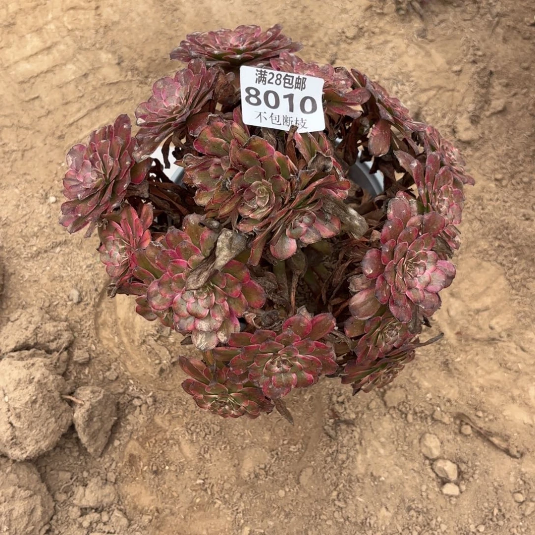 M. 8010红黑金刚多肉，ba