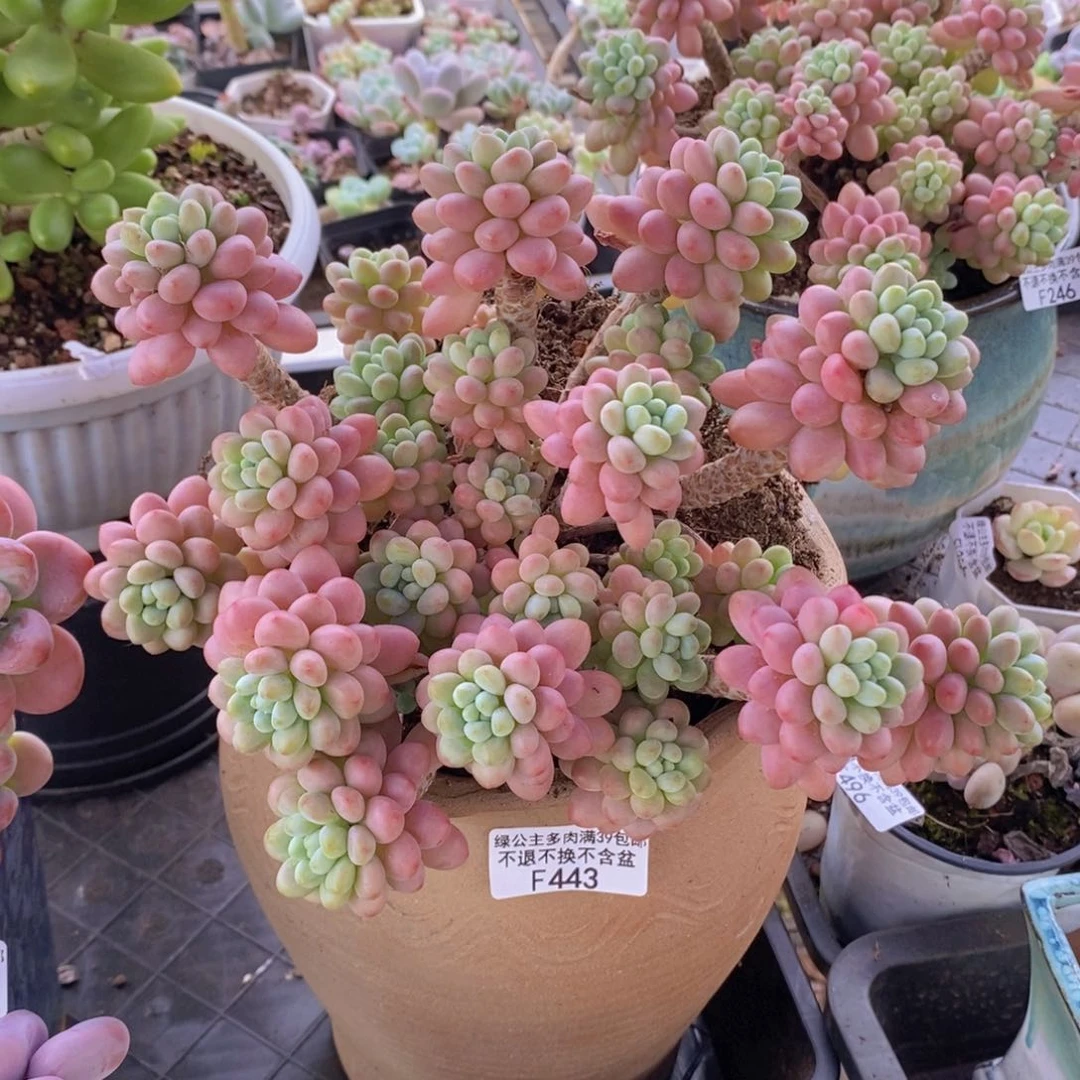 鱼子酱老桩20cm443多肉植物