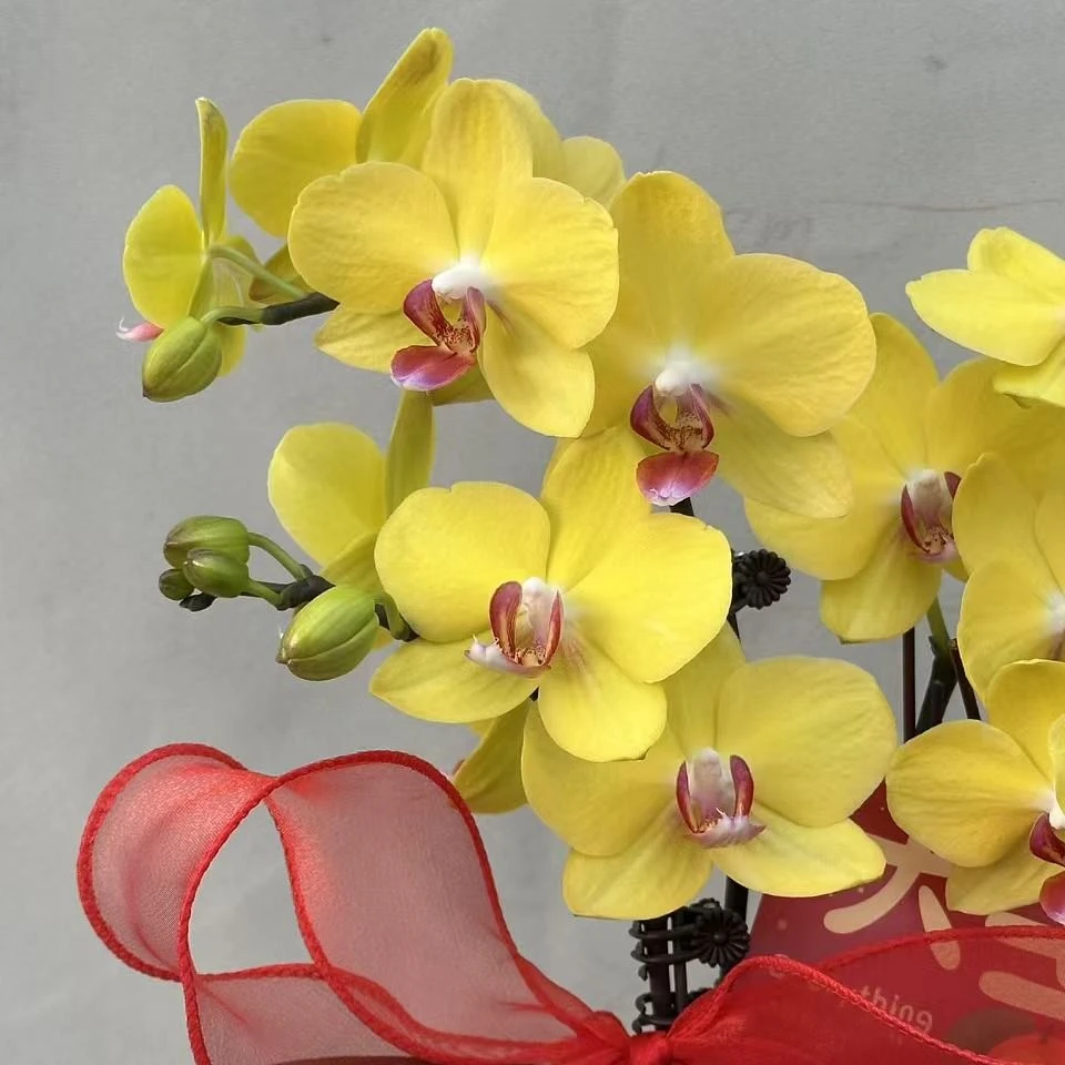 （金币3-3）蝴蝶兰 花期长 配陶瓷盆