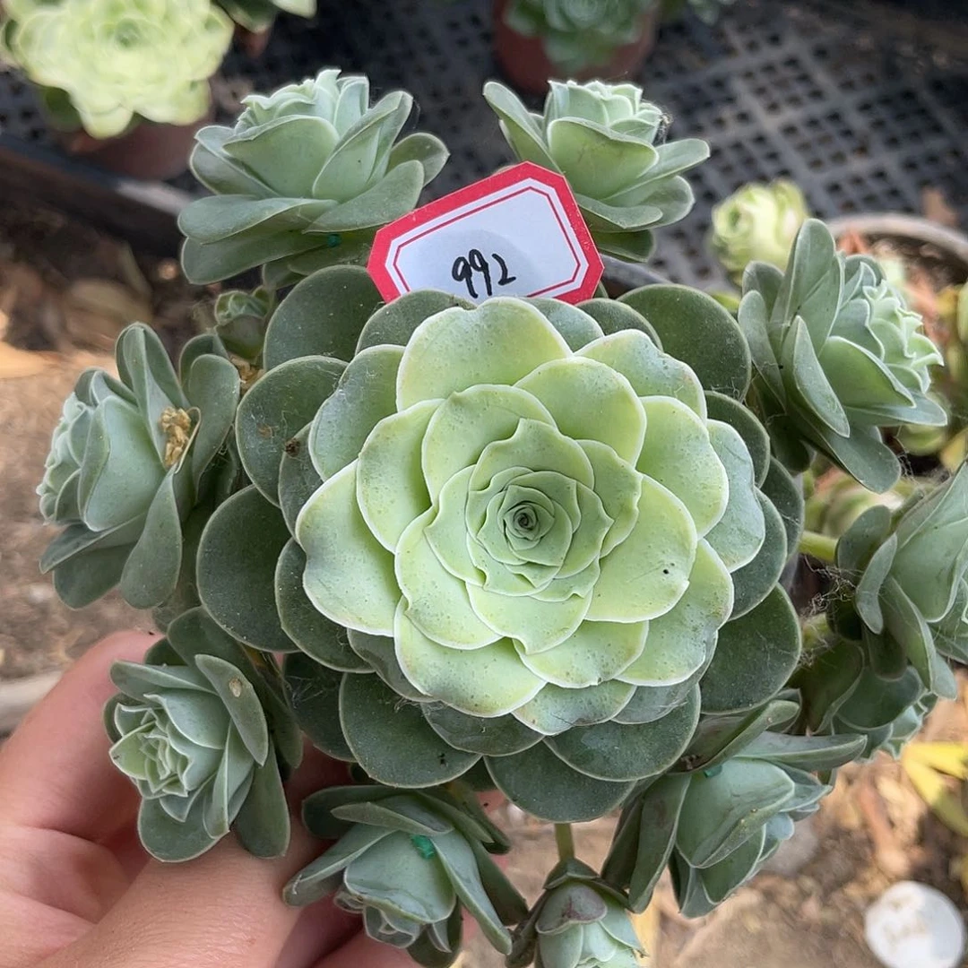 山地玫瑰多肉不售后 992