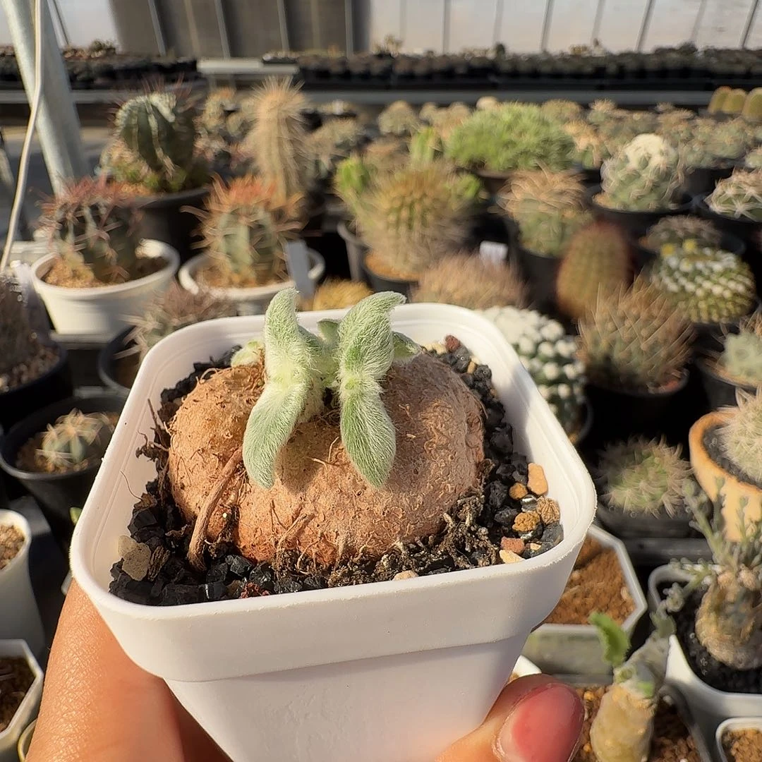 老桩断崖女王带盆发货