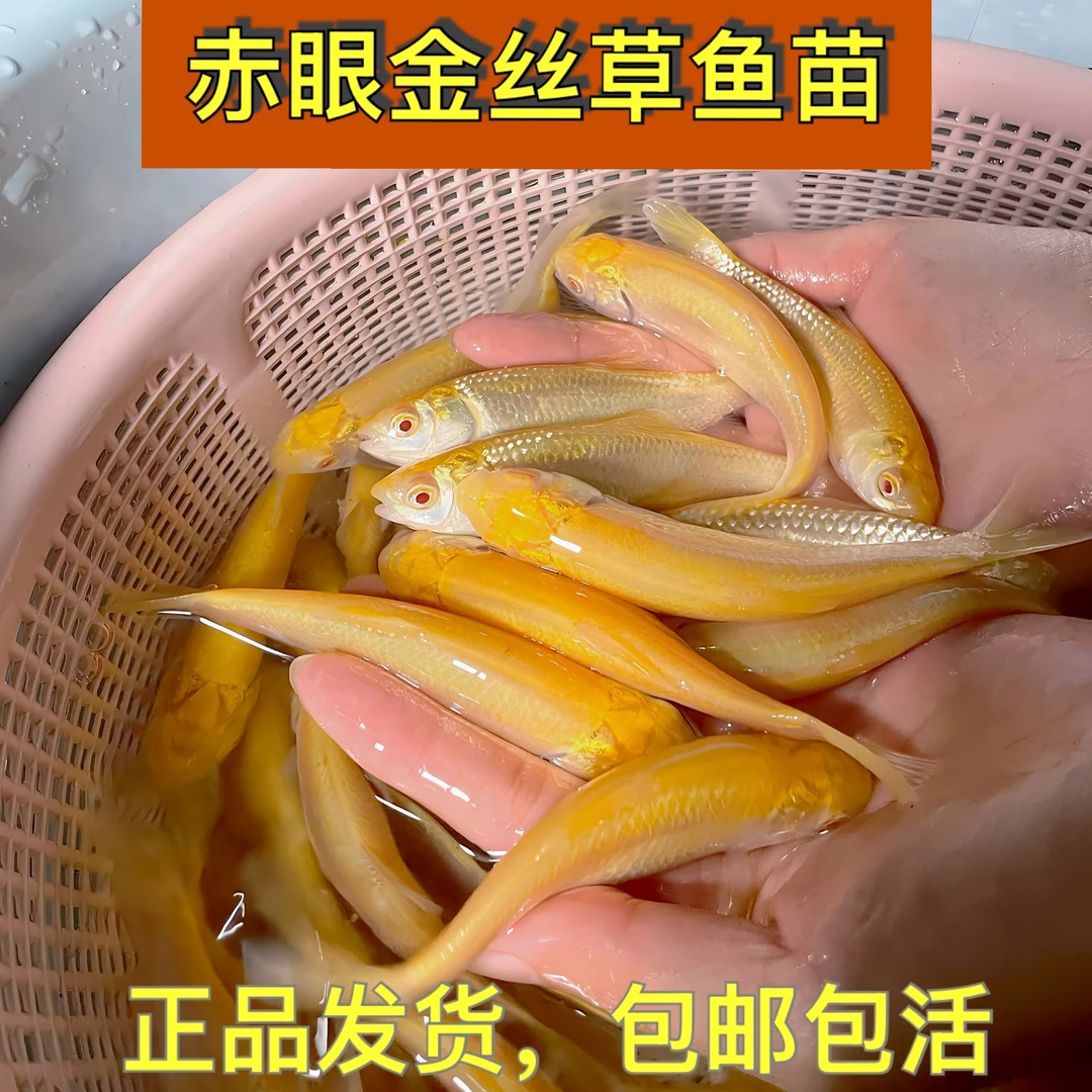 观赏赤眼金丝草鱼赤眼金皖淡水养殖可观赏【正品、顺丰】包邮包活